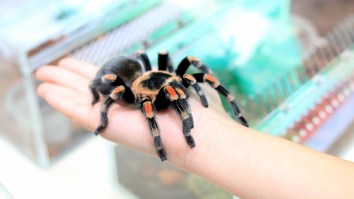 Restaurant Is Challenging People To Eat Their New Burger That Has A Huge Tarantula On It