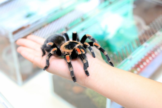 Tarantula