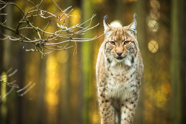 Eurasian Lynx (Lynx lynx)