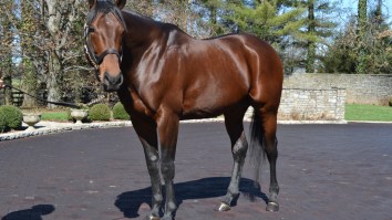 Triple Crown Winner American Pharoah Is Making Tens Of Millions Every Year For Having Sex