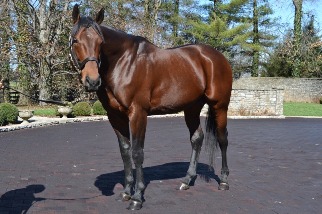 American Pharoah