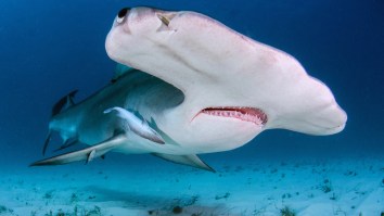 Truly MASSIVE Hammerhead Shark Attacks A Tarpon Right At The Boat, Inches From The Fishermen