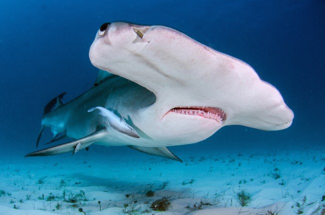 hammerhead shark