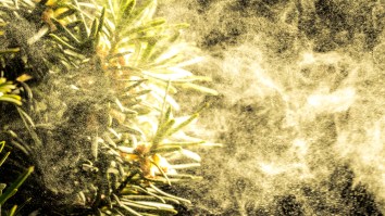 Clip Of Pollen Coming Off A Tree In Jersey Has Gone Viral Because HOLY S**T That’s A Lot Of Yellow