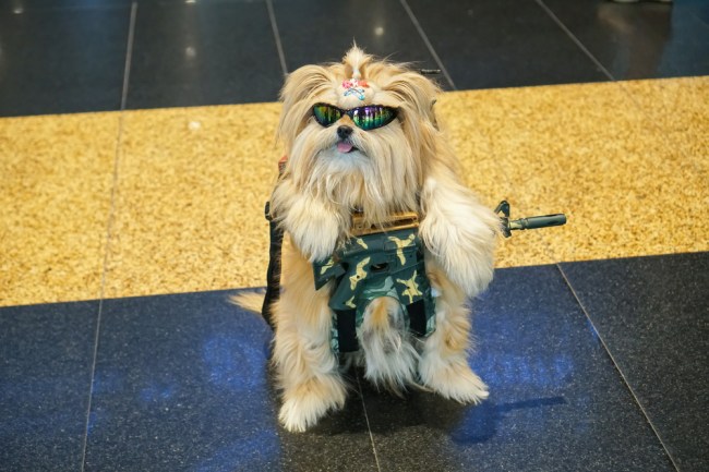 dog with gun