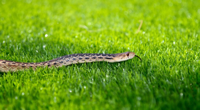 Snake in the Grass