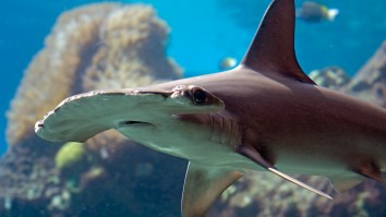Enormous Hammerhead Shark Destroys A Fish While Boaters Lose Their Bananas