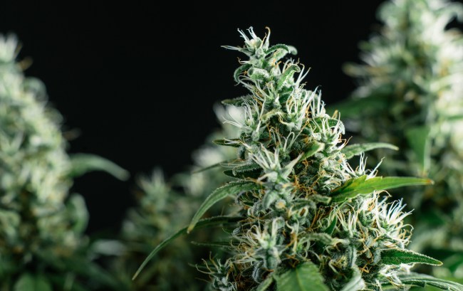 marijuana plant