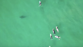This Clip Of Surfers Getting Circled By Sharks For Minutes Is Proof That Sometimes Ignorance Is Bliss
