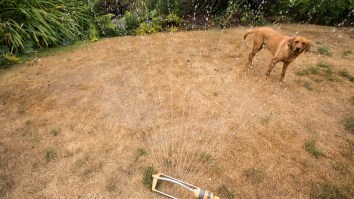 Dog Politely Brings Sprinkler Inside House To Cool Off His Humans, Doesn’t Go The Way This Good Boy Thought