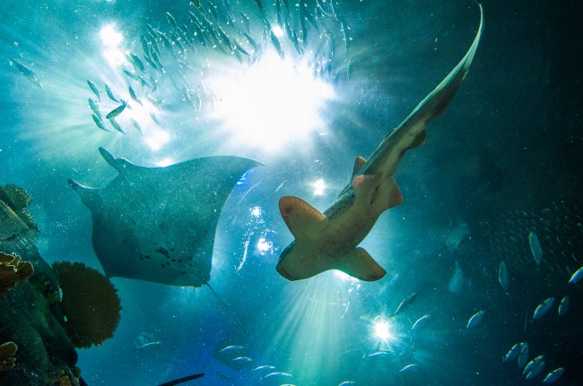 shark