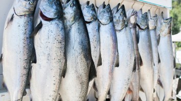 Woman Chugs Beer By Slamming A Cold One Through A Salmon’s Mouth