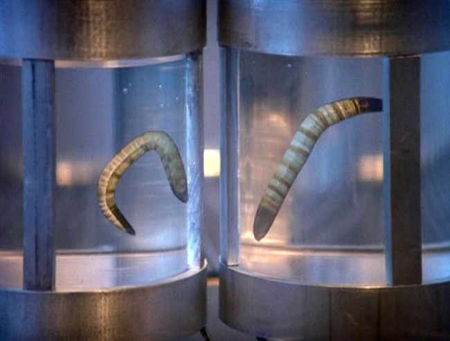 Parasitic_ice_worms