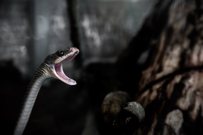 snake bites