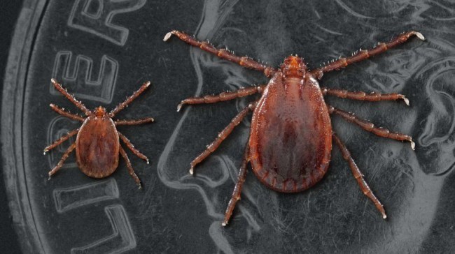 Asian Longhorned Tick