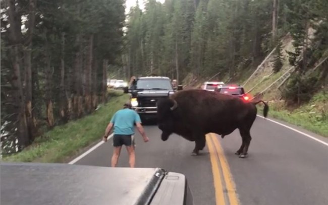 bison-yellowstone-taunt-man-arrested