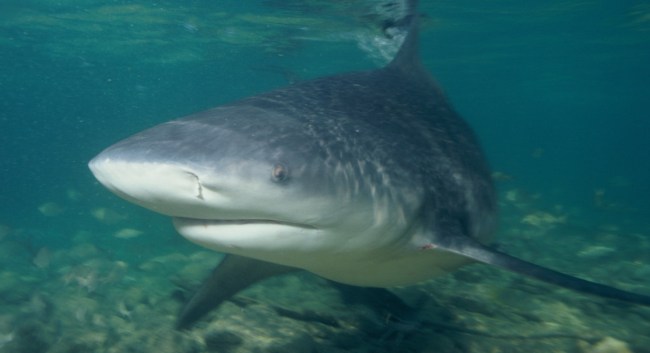 bull_shark