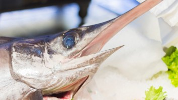 Swordfish Are Apparently Out There Just Stabbing Sharks In The Head Like Jack The Ripper