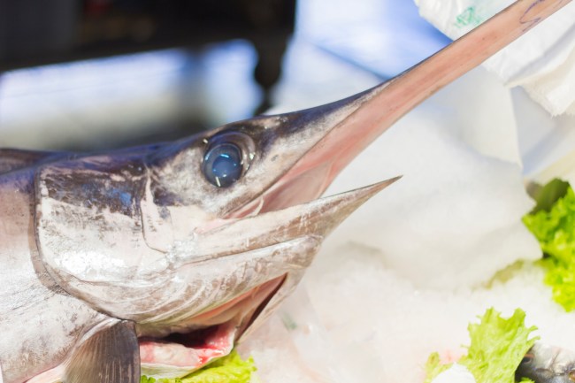 swordfish