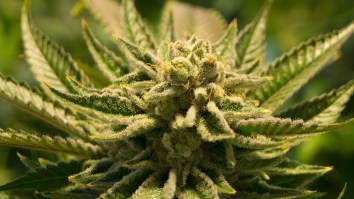 Meet The Man Who Gets Paid To Smoke Pot And Write About It—The Nation’s First Weed Critic