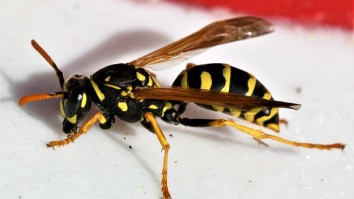 Wasps Are Getting Drunk At Beer Gardens And Going On ‘Stinging Rampages’
