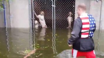 53 Dogs Saved From Hurricane Florence By Hero Driving School Bus And Other Heartwarming Animal Rescues