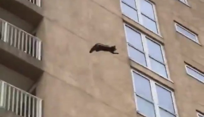daredevil_raccoon