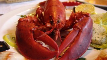 Restaurant Hot Boxing Lobsters To Ease Pain Of Boiling Alive But State Of Maine Says Crustaceans Can’t Have Weed