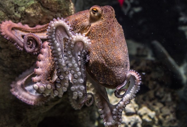 octopus mdma study