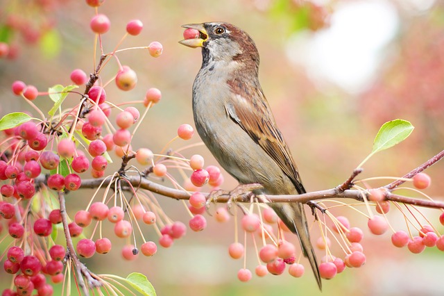 bird