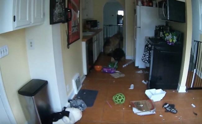 dog almost burns house down