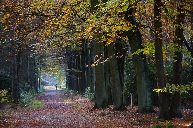 fall road