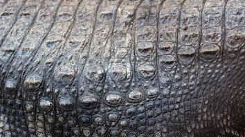 ‘Chubbs’ The Absolutely Gargantuan 15-Foot Alligator Was Spotted Again On A Golf Course In Florida