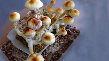 Magic Mushrooms Could Be Coming To A Drug Store Near You As A New Depression Medication