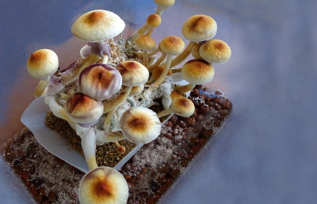 will magic mushrooms be legalized