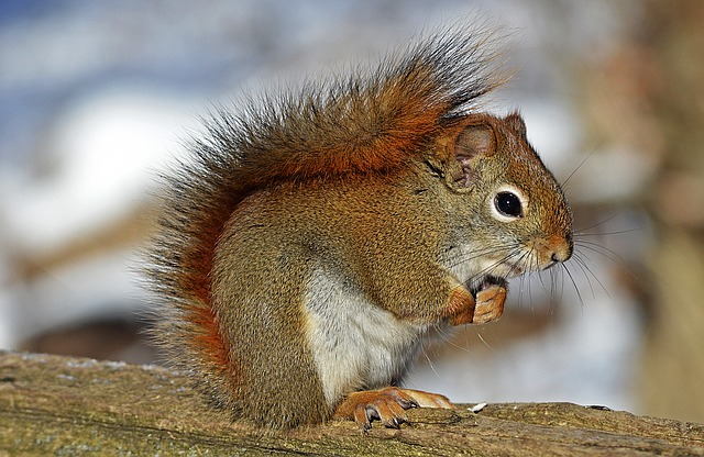 red squirrel