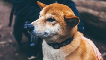 The World’s Best Internship Will Pay You An Absurd Amount To Pet Puppies All Day Long