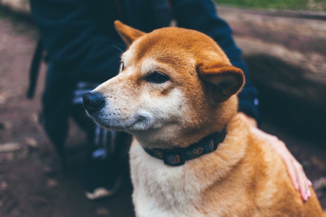 get paid to pet dogs