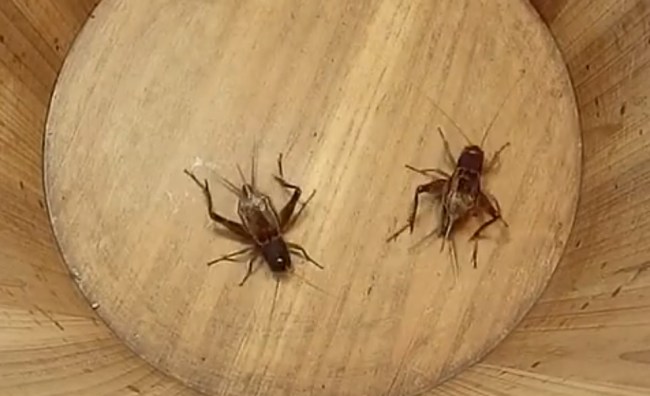 cricket_fights