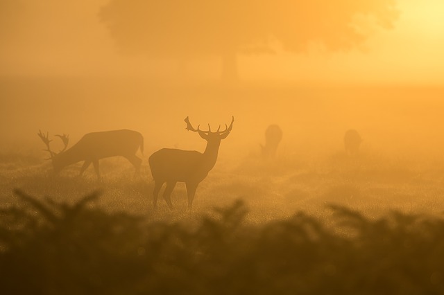 deer