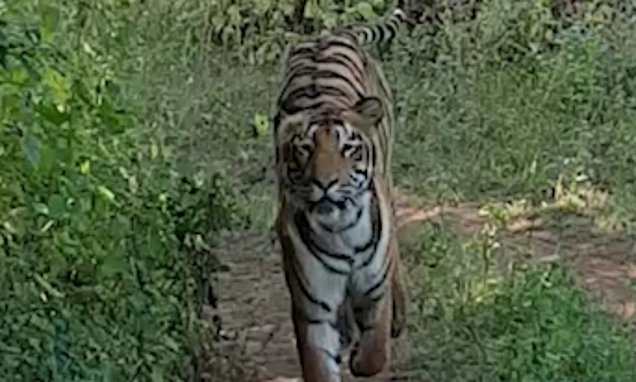 tiger chase tourists