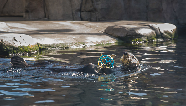 MONTEREY, CA - APRIL10:  A sea otter at the Monterey Bay Aquarium, located at Cannery Row two hours south of San Francisco, swims in a tank with fish hidden in a ball on April 10, 2018, in Monterey, California. An estimated 15 million domestic and international travelers visit California each year generating more than $100 billion in revenue and creating more than one million jobs in the arts, entertainment, recreation, food service and accomodations sectors. (Photo by George Rose/Getty Images)