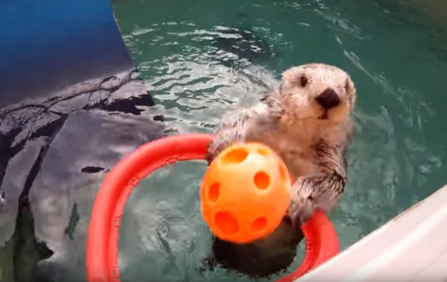 eddie_the_otter_dunking_basketball