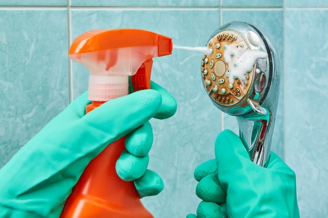 Showerhead Bacteria