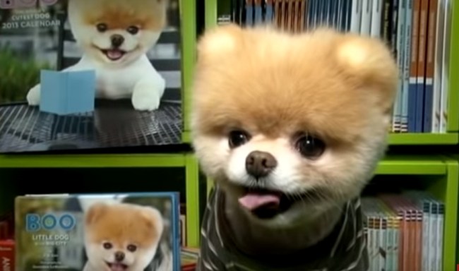 boo_the_pomeranian_
