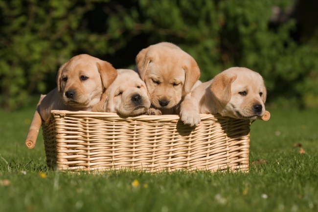 Labrador Retriever Puppies