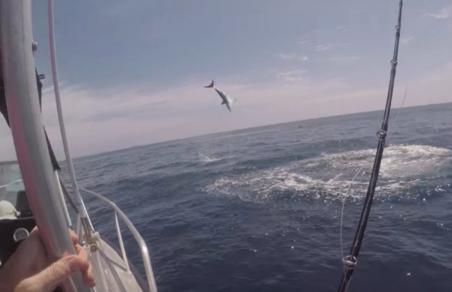 Mako Shark