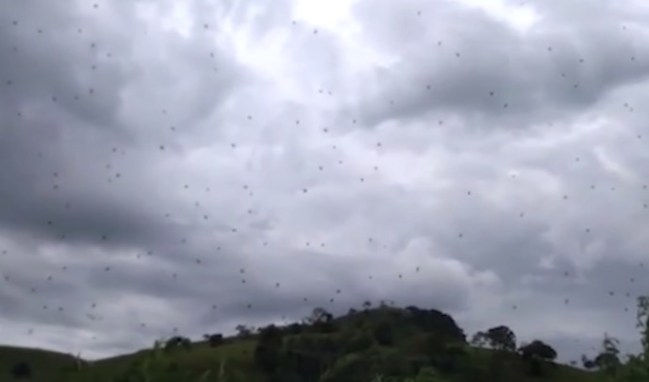raining spiders Brazil