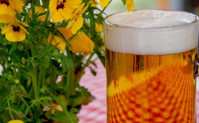beer weed killer