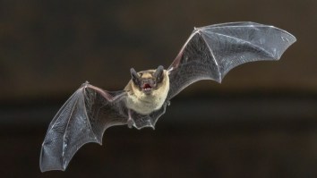 The NBA Has A Serious Bat Problem And Health Officials Are Freaking Out About Rabies Because Of It